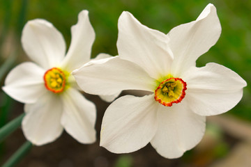 Fototapeta na wymiar White daffodil flower with a yellow center on a blurred background
