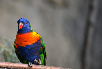 Loriquet