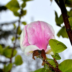 Magnolia. Nice flower in early spring. The first flowers appear in spring season. Landscape.