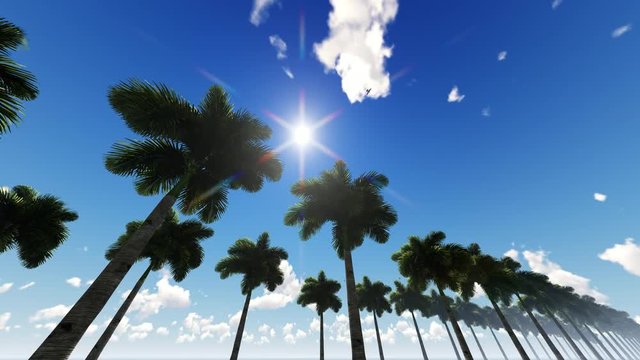Beautiful Palm Trees Against Blue Sky