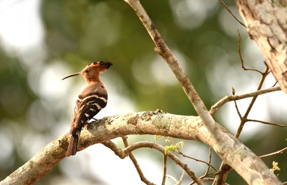 Common Hoopoe  bird resting on a tree branch