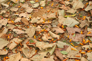 Dry leaves fall to the ground.