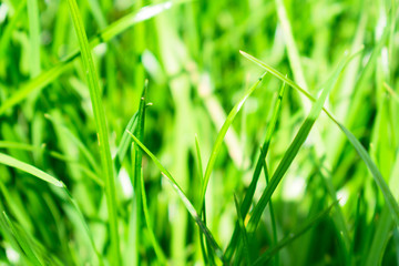 Obraz premium Fresh green grass background 