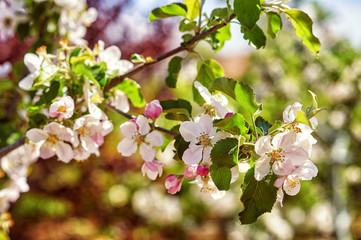 a branch of Apple blossoms . Flowering branches of fruit trees