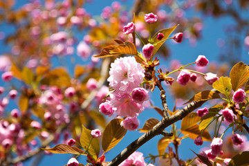  Spring sakura flowers. Beautiful orchard  in spring time