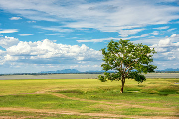 Fototapeta na wymiar tree on a grass field in blue sky