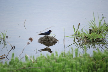 土の上のツバメと水を張った田んぼ