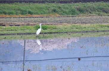 水田に立つコサギと満開の桜の風景です