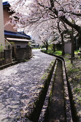 道の上いっぱいに落ちた桜の花びらと桜咲く田舎の民家と風景です