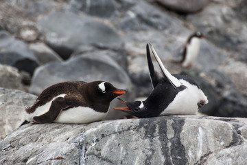 Gentoo penguins in Antarctica - 265577372