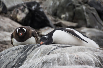 Gentoo penguins in Antarctica - 265577374