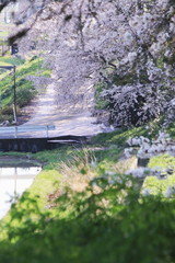桜並木と坂道の風景です