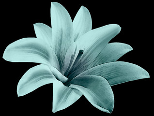 Aquarell Lilie türkisfarbene Blume. isoliert mit Beschneidungspfad auf dem schwarzen Hintergrund. für Gestaltung. Nahansicht. Natur. © nadezhda F