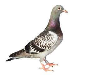 full body of speed racing pigeon isolated white background