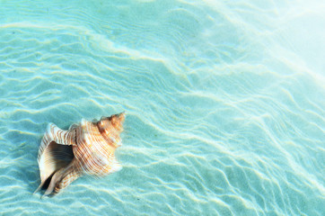 Obraz na płótnie Canvas Seashell on the summer beach in sea water. Summer background.