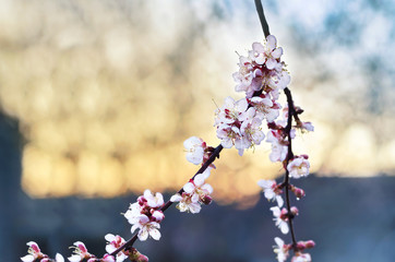 Apricot branch blooming in the garden. Sunset and bokeh.