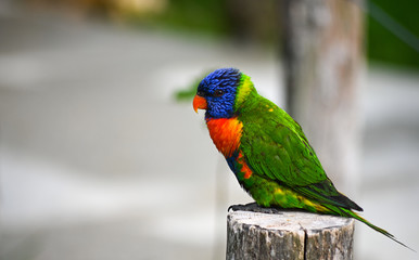 Loriquet