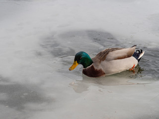 Male mallard duck  on a frozen lake.