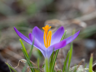 Purple crocus flower in a meadow