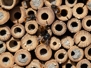 Mason bees at an insect hotel