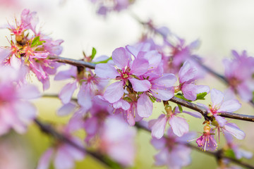 Naklejka premium Spring spirit: Branches of Prunus triloba - louiseania with beautiful pink flowers on blurry white background with bokeh