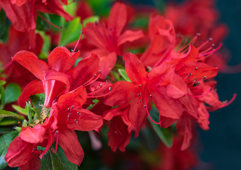 Obraz premium 令和に咲く