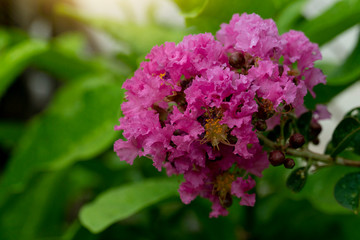 lagerstroemia indica Pink flowers bloom into beautiful groups.