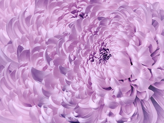 Floral white-purple  background. Flower blue chrysanthemum close-up. Chrysanthemum petals. Nature.