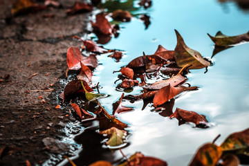  Fallen leaves on the floor. Puddle of water reflecting the sky and the shore of the small lake, blue lagoon