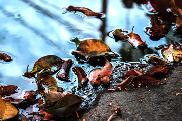  Fallen leaves on the floor. Puddle of water reflecting the sky and the shore of the small lake, blue lagoon