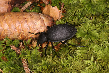 Käfer im Wald, Carabus Coriaceus