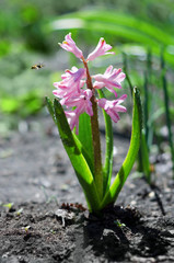 Spring blooming pink hyacinth, and flies pollinating insect. Selective focus.