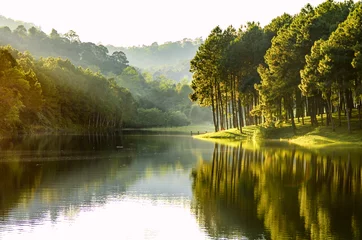 Fotobehang Mooie landschapsmening van dennenbos en uitzicht op het meer van het stuwmeer. © martinhosmat083