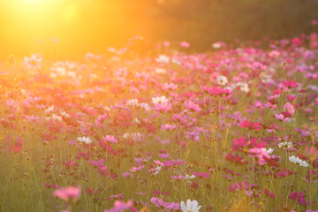 Sunrise scene of cosmos flower field in the morning at singpark in chiangrai, Thailand