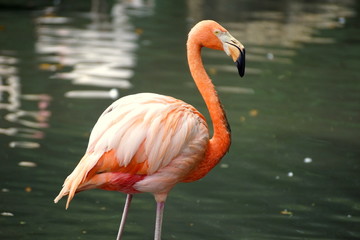 pink flamingo in zoo