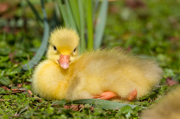 A beautiful cute baby fluffy yellow gosling resting by the side of a lake in the spring sunshine.  Taken in Cardiff, South Wales, UK