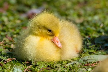 A beautiful cute baby fluffy yellow gosling resting by the side of a lake in the spring sunshine.  Taken in Cardiff, South Wales, UK