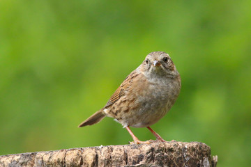 A British bird Dunnock (Prunella modularis) perched on a branch.  Taken at Forest Farm Nature Reserve, Cardiff, South Wales, UK 