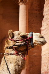 Petra camel head in Jordan Asia