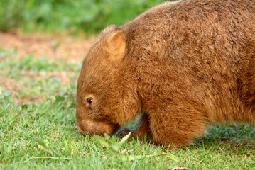 Wombat beim Grasen