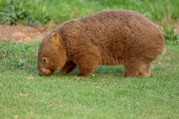 Wombat beim Grasen
