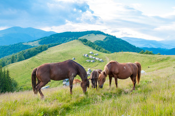 Fototapeta na wymiar horses in nature. beautiful horses
