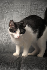 black and white cat on a gray background