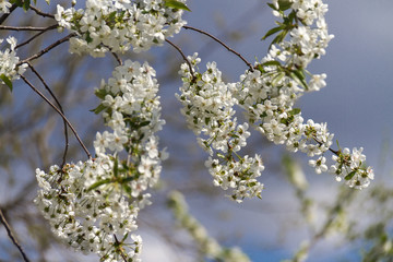 A branch of a tree with flowers against the sky