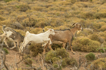 Goats running out in the nature.
