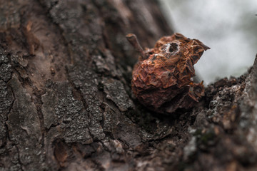 A rotten apple is lying on a tree