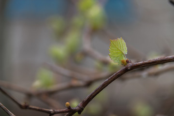Closeup of small leaves of grapes