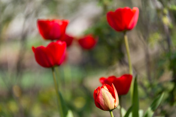 Photo of a flower on a background of blurry tulips