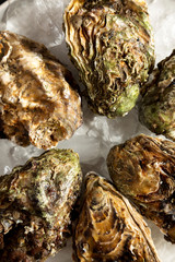 Fresh oysters on ice on a plate , top view. Flat lay, overhead, from above. Close-up.