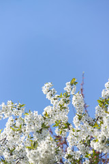 A branch of a tree with flowers against the sky